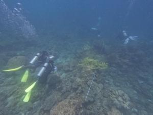 Επισκέπτες που μένουν στο Anis View Chalet