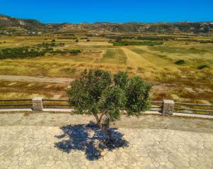 a small tree in the middle of a field at Maravites Cottage in Zefiría