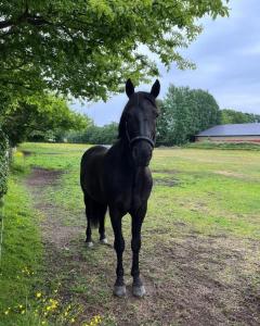 a black horse standing in a field under a tree at Gladers väg 9 in Färjestaden