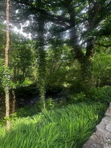 a garden with tall green plants and trees at Old School House in Moyard