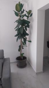 Posezení v ubytování Apartmani Miletić