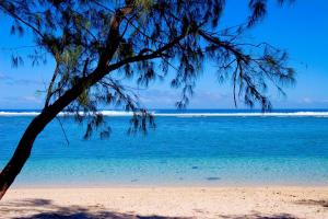 a beach with a tree and the ocean at Le Christina in Saint-Paul