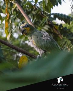 Afbeelding uit fotogalerij van Clandestino - Hotel Boutique in La Dorada +32 foto's