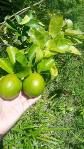 Ảnh trong thư viện ảnh của Casa de Campo Golán ở Puerto Jiménez