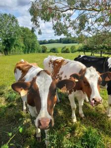 a group of cows standing in a field at La Source in Angoville