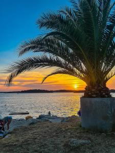 a palm tree on the beach with a sunset at Cozy room in Pula