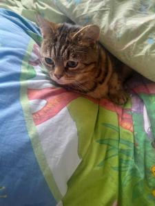 Foto dalla galleria di Caravan a Wakefield