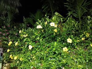 Zahrada ubytování The Green View Homestay Siliguri in