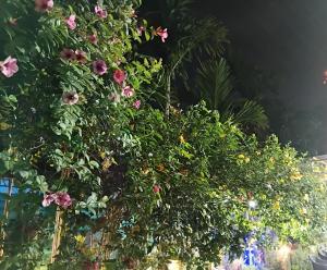 Zahrada ubytování The Green View Homestay Siliguri in