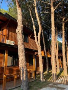 een gebouw met een bos bomen ervoor bij Mikpritja Velipoje 2 in Velipojë