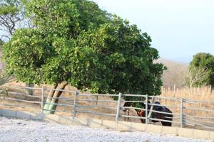 Fotografie z fotogalerie ubytování Rancho 3 Cielos - Escape rural v destinaci Santa Veronica + 3 fotografie