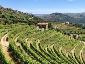 ペーゾ・ダ・レーグアにあるQuinta do Barrocal - Casa de Campoの丘の脇のぶどう畑