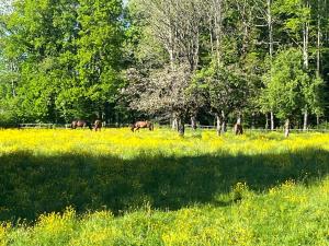 a group of horses grazing in a field at Les Bouloies - 2 gites familiaux l'Eden et les Saules - in Laviron
