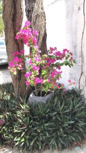 Una maceta llena de flores rosas junto a un árbol. en Apart Hotel Spada, en Belém