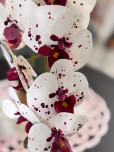 Galeriebild der Unterkunft VILLA Papillon in Les Abymes