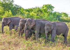 a group of elephants standing in a field at New Destination in Nikawatawana