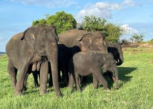 a group of elephants standing in a field at New Destination in Nikawatawana