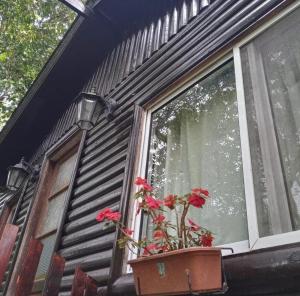 a window of a house with a potted plant on it at Cabaña mandala in Tigre