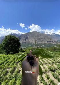 a person holding a bunch of black grapes in a field at DIAMOND Hotel and Resort in Dargai