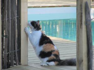 Saint-Thomas-de-Cônacにあるdemeure d'alienorのポーチに立ってドアを見ている猫 +38枚の写真