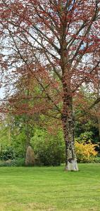 a tree in a field with red leaves on it at Château de Montmireil in Canisy