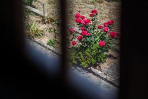 Κήπος έξω από το Casa Fermil do Lago