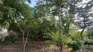 a forest filled with trees and bushes at The Urban Oasis in Gurgaon +1 photo