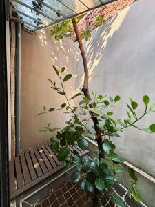 a plant in a vase next to a bench at Ng house in Hanoi