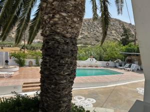 a palm tree standing next to a swimming pool at Garden Villa in Karpathos
