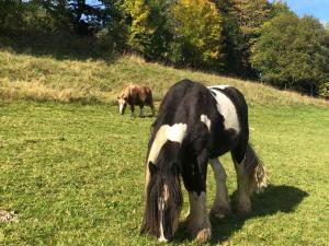 a black and white horse and a brown horse in a field at Ferienwohnungen Familie Schauerte in Schmallenberg