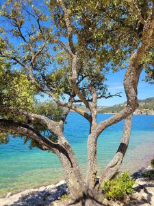 a tree on the beach near the water at MOBILHOME 4 places in Sainte-Croix-de-Verdon +12 photos