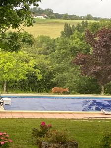 Gallery image of 2 chambres, piscine et calme, Sud Charente in Bardenac