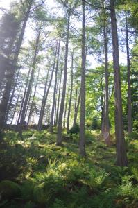 a forest with tall trees and green grass at Ruskin Lodges Argyll, by Puck's Glen, Rashfield near Dunoon in Dunoon