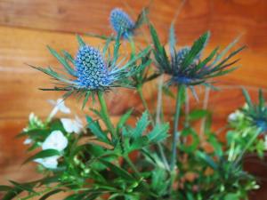 een bos blauwe bloemen in een vaas bij Ruskin Lodges Argyll, by Puck's Glen, Rashfield near Dunoon in Dunoon