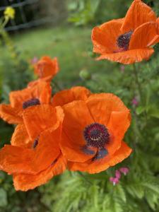 a group of orange poppy flowers in a garden at Arduinna's Nest B&B in Neufchâteau