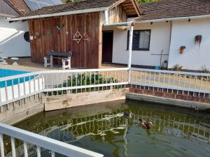 two ducks swimming in a pond in front of a house at Hospedagem Tia Nena in Pomerode