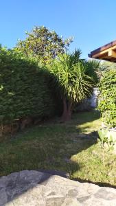 a small tree in the middle of a yard at Villa con giardino sul lungomare in Campofelice di Roccella