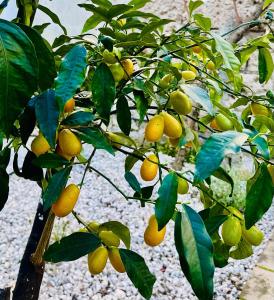 Zahrada ubytování Gli Agrumi di nonna Peppina - Appartamento Arance