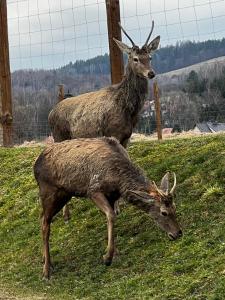 Zvieratá v dovolenkovom dome alebo blízkom okolí