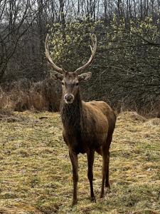 Zvieratá v dovolenkovom dome alebo blízkom okolí