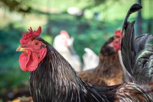 Zvířata v prázdninového domu nebo okolí