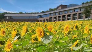富良野富良野ホテル Furano Hotel的建筑物前的向日葵