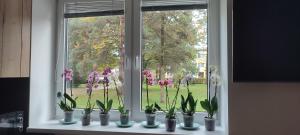 Zahrada ubytování Apartmán Orchidea 3
