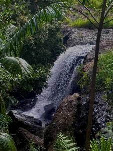 una cascada en medio de un bosque en Waterfall Lodge, en Carool