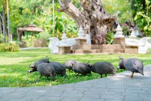 a group of birds standing in the grass at Lampang River Retreat in Lampang