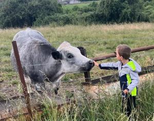 Ein kleiner Junge streichelt eine Kuh an einem Zaun in der Unterkunft Caravane en pleine nature ferme proche de tout in Philippeville