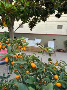 Zahrada ubytování Domus Socolatae Cocoa Journey Tuscan Lifestyle B&B