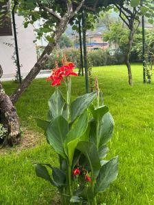 Zahrada ubytování Parco Hotel Sassi