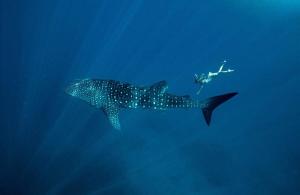 a person swimming with a whale shark in the ocean at Villa Alora in Exmouth