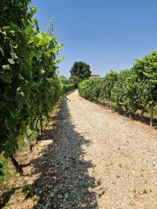 Billede fra billedgalleriet på Casa de Sao Miguel Douro i Armamar